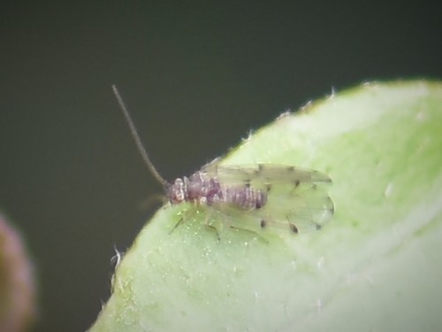 Peters' barklouse, Groesbeek, Nederland, photo 8 of 10