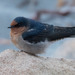 Welcome Swallow - Photo (c) Ry Beaver, some rights reserved (CC BY-NC)
