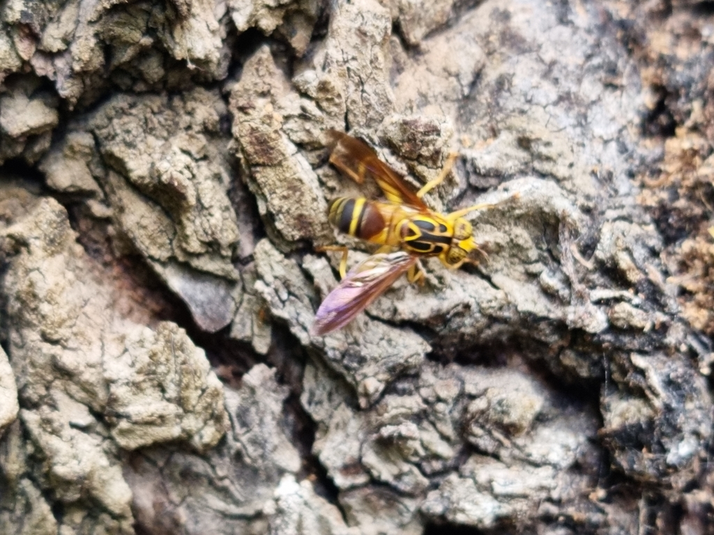 Spilomyia gratiosa