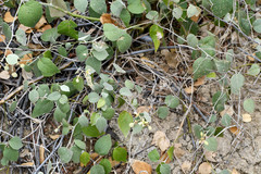 Capparicordis crotonoides
