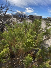 Xylothamia diffusa