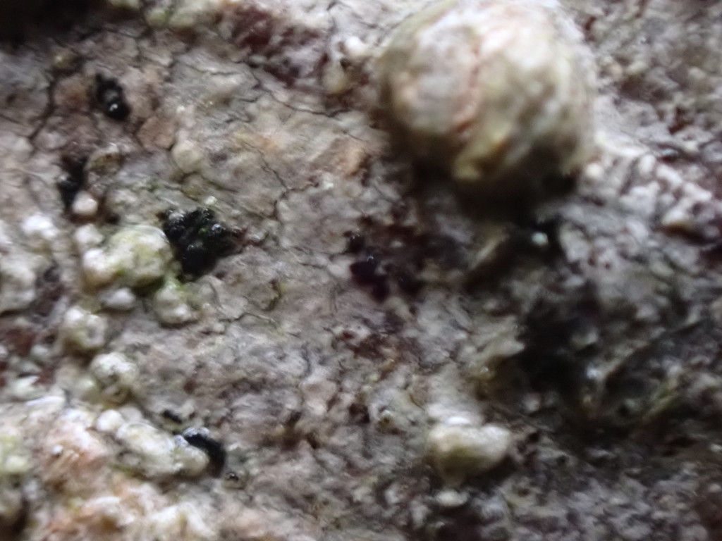 Arthonia stellaris