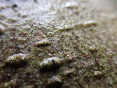 Mycoporum antecellens