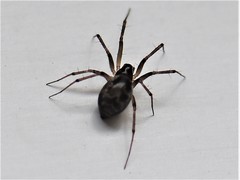Lepthyphantes leprosus