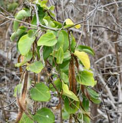 Prestonia mollis