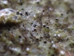 Mycoporum antecellens