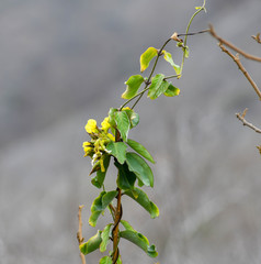 Prestonia mollis