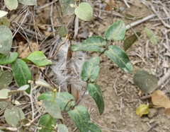 Prestonia mollis