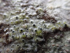 Pertusaria stenhammarii