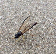 Salpingogaster