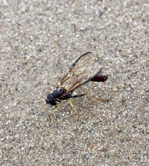 Salpingogaster