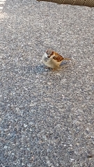 Passer domesticus