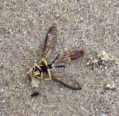Salpingogaster