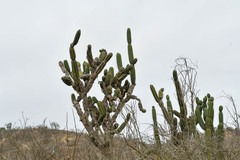 Armatocereus cartwrightianus