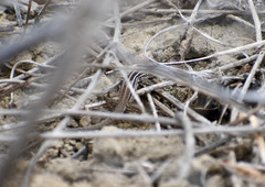 Medopheos edracanthus