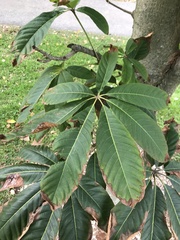 Aesculus chinensis wilsonii