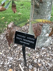Aesculus chinensis wilsonii