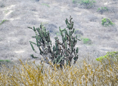 Armatocereus cartwrightianus