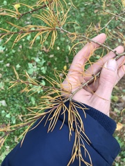 Pseudolarix amabilis