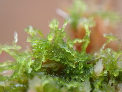 Fuscocephaloziopsis lunulifolia