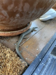 Cyclodomorphus casuarinae