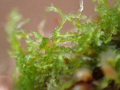 Fuscocephaloziopsis lunulifolia