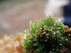Fuscocephaloziopsis lunulifolia