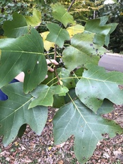 Liriodendron chinense