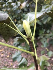 Liriodendron chinense