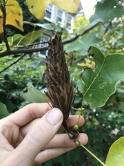 Liriodendron chinense