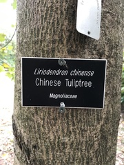 Liriodendron chinense