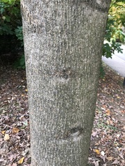 Liriodendron chinense