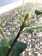 Liriodendron chinense