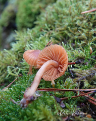 Galerina hypnorum