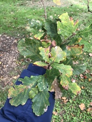 Quercus wutaishanica