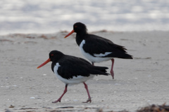 Pied Oystercatcher photo 5