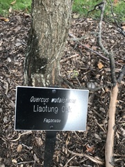 Quercus wutaishanica