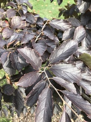 Parrotia subaequalis