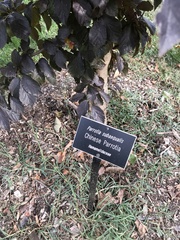 Parrotia subaequalis