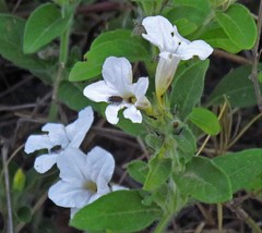 Ruellia geminiflora