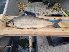Coregonus clupeaformis