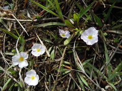 Baldellia