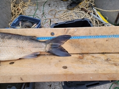 Coregonus clupeaformis