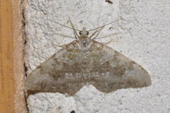 Coenotephria ablutaria