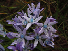 Hyacinthoides mauritanica