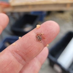 Bythotrephes longimanus