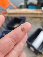 Bythotrephes longimanus