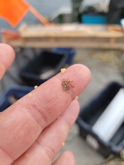 Bythotrephes longimanus