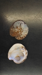 Theliderma intermedia