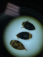 Laccophilus maculosus